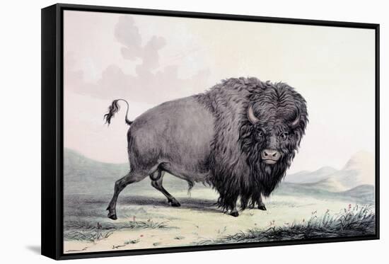 A Buffalo Bull Grazing-George Catlin-Framed Stretched Canvas