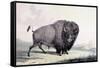 A Buffalo Bull Grazing-George Catlin-Framed Stretched Canvas