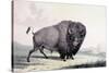 A Buffalo Bull Grazing-George Catlin-Stretched Canvas