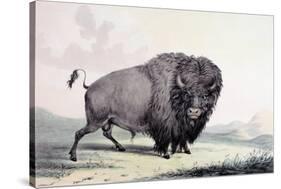 A Buffalo Bull Grazing-George Catlin-Stretched Canvas