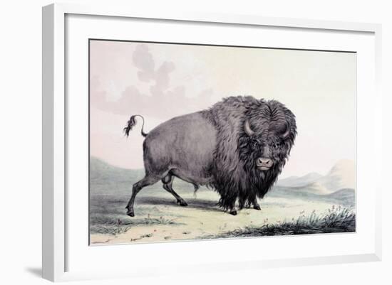 A Buffalo Bull Grazing-George Catlin-Framed Giclee Print