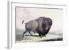 A Buffalo Bull Grazing-George Catlin-Framed Giclee Print