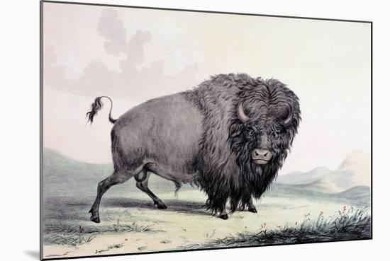 A Buffalo Bull Grazing-George Catlin-Mounted Giclee Print