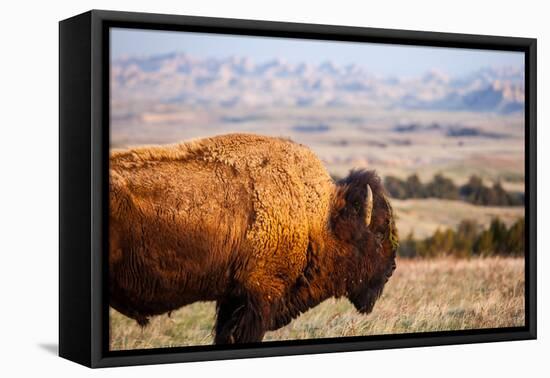 A Buffalo Grazes Near The Sage Creek Basin Area Of Badlands National Park-Ben Herndon-Framed Stretched Canvas