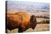 A Buffalo Grazes Near The Sage Creek Basin Area Of Badlands National Park-Ben Herndon-Stretched Canvas