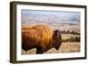 A Buffalo Grazes Near The Sage Creek Basin Area Of Badlands National Park-Ben Herndon-Framed Photographic Print