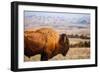 A Buffalo Grazes Near The Sage Creek Basin Area Of Badlands National Park-Ben Herndon-Framed Photographic Print