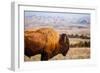 A Buffalo Grazes Near The Sage Creek Basin Area Of Badlands National Park-Ben Herndon-Framed Photographic Print