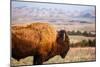 A Buffalo Grazes Near The Sage Creek Basin Area Of Badlands National Park-Ben Herndon-Mounted Photographic Print