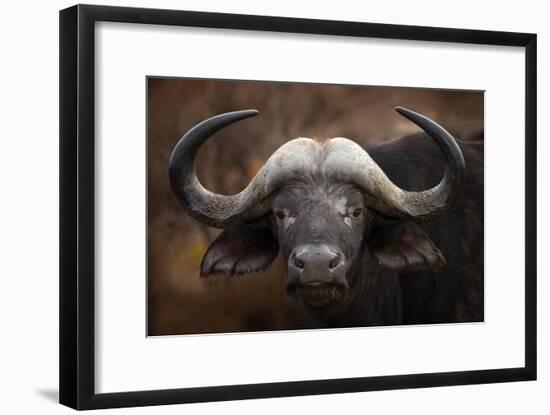 A Buffalo Portrait-Mario Moreno-Framed Giclee Print