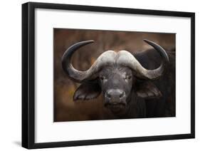 A Buffalo Portrait-Mario Moreno-Framed Giclee Print