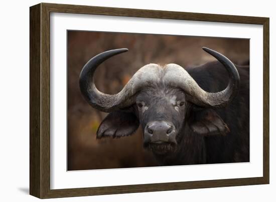 A Buffalo Portrait-Mario Moreno-Framed Giclee Print