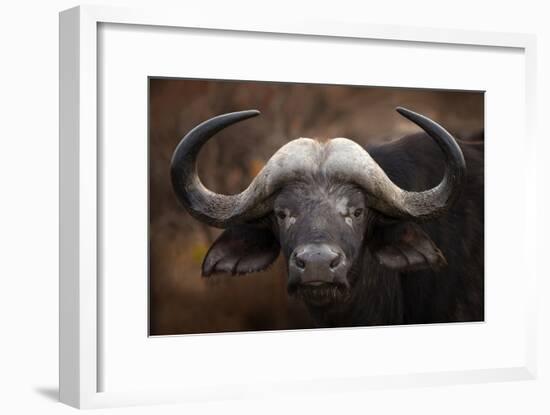 A Buffalo Portrait-Mario Moreno-Framed Giclee Print