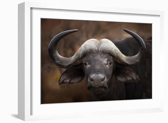 A Buffalo Portrait-Mario Moreno-Framed Giclee Print