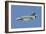 A Bulgarian Air Force Mig-21 in Flight over Bulgaria-Stocktrek Images-Framed Photographic Print