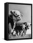 A Bull, a Cow and a Five Day Old Calf, Standing in the Field-null-Framed Stretched Canvas