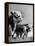 A Bull, a Cow and a Five Day Old Calf, Standing in the Field-null-Framed Stretched Canvas