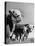 A Bull, a Cow and a Five Day Old Calf, Standing in the Field-null-Stretched Canvas