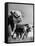A Bull, a Cow and a Five Day Old Calf, Standing in the Field-null-Framed Stretched Canvas