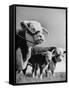 A Bull, a Cow and a Five Day Old Calf, Standing in the Field-null-Framed Stretched Canvas