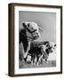 A Bull, a Cow and a Five Day Old Calf, Standing in the Field-null-Framed Premium Photographic Print