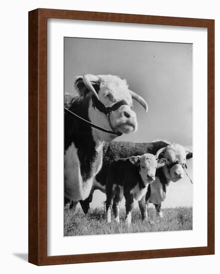 A Bull, a Cow and a Five Day Old Calf, Standing in the Field-null-Framed Premium Photographic Print