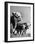 A Bull, a Cow and a Five Day Old Calf, Standing in the Field-null-Framed Premium Photographic Print