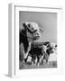 A Bull, a Cow and a Five Day Old Calf, Standing in the Field-null-Framed Premium Photographic Print