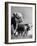 A Bull, a Cow and a Five Day Old Calf, Standing in the Field-null-Framed Photographic Print