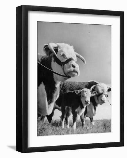 A Bull, a Cow and a Five Day Old Calf, Standing in the Field-null-Framed Photographic Print