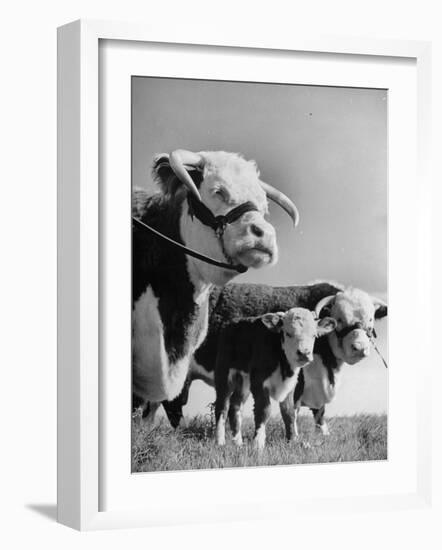 A Bull, a Cow and a Five Day Old Calf, Standing in the Field-null-Framed Photographic Print