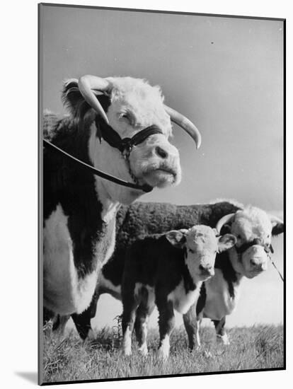 A Bull, a Cow and a Five Day Old Calf, Standing in the Field-null-Mounted Photographic Print