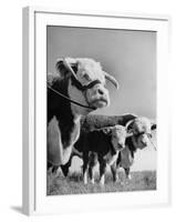 A Bull, a Cow and a Five Day Old Calf, Standing in the Field-null-Framed Photographic Print