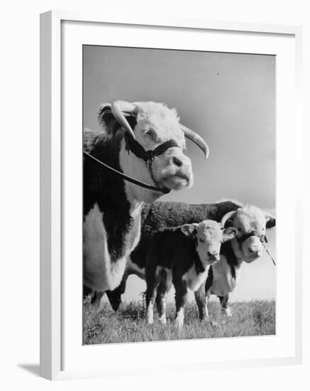 A Bull, a Cow and a Five Day Old Calf, Standing in the Field-null-Framed Photographic Print