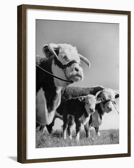 A Bull, a Cow and a Five Day Old Calf, Standing in the Field-null-Framed Photographic Print