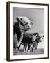 A Bull, a Cow and a Five Day Old Calf, Standing in the Field-null-Framed Photographic Print