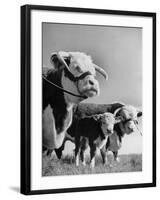 A Bull, a Cow and a Five Day Old Calf, Standing in the Field-null-Framed Photographic Print