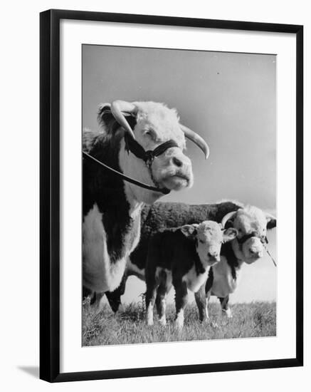 A Bull, a Cow and a Five Day Old Calf, Standing in the Field-null-Framed Photographic Print