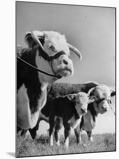 A Bull, a Cow and a Five Day Old Calf, Standing in the Field-null-Mounted Photographic Print