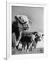 A Bull, a Cow and a Five Day Old Calf, Standing in the Field-null-Framed Photographic Print