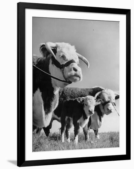 A Bull, a Cow and a Five Day Old Calf, Standing in the Field-null-Framed Photographic Print