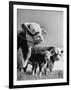 A Bull, a Cow and a Five Day Old Calf, Standing in the Field-null-Framed Photographic Print