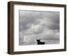 A Bull, Ciudad Real, Spain-null-Framed Photographic Print