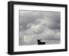 A Bull, Ciudad Real, Spain-null-Framed Photographic Print