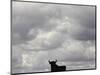 A Bull, Ciudad Real, Spain-null-Mounted Photographic Print