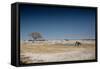 A Bull Elephant Drinks from a Watering Hole-Alex Saberi-Framed Stretched Canvas