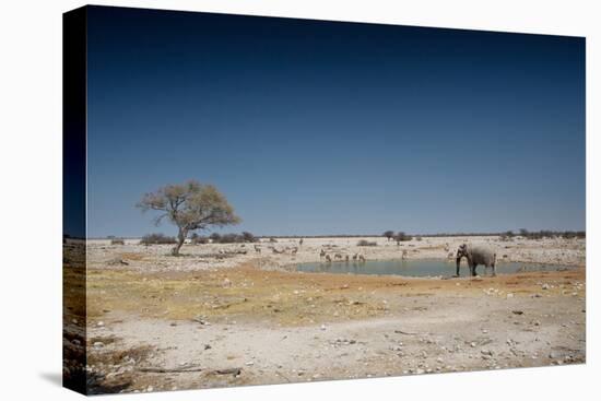 A Bull Elephant Drinks from a Watering Hole-Alex Saberi-Stretched Canvas