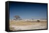 A Bull Elephant Drinks from a Watering Hole-Alex Saberi-Framed Stretched Canvas