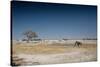 A Bull Elephant Drinks from a Watering Hole-Alex Saberi-Stretched Canvas