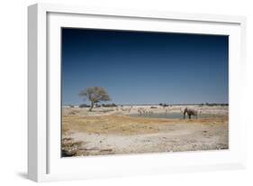 A Bull Elephant Drinks from a Watering Hole-Alex Saberi-Framed Photographic Print